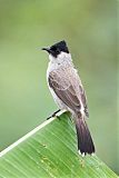 Sooty-headed Bulbul